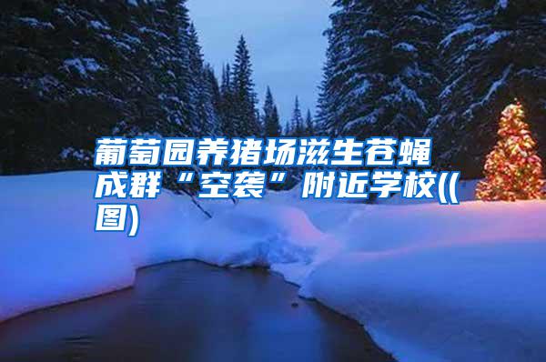 葡萄園養豬場滋生蒼蠅 成群“空襲”附近學校((圖)