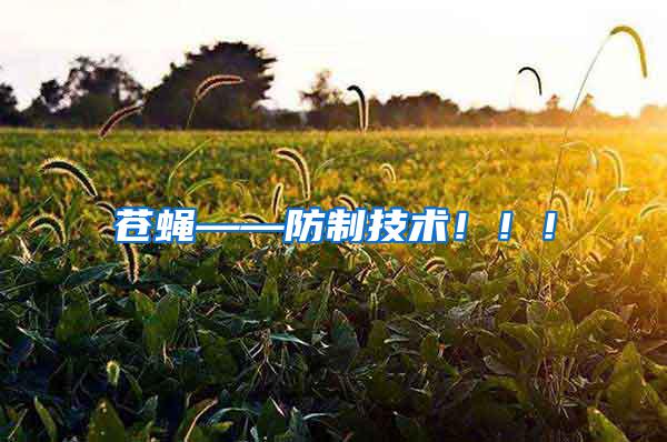 蒼蠅——防制技術?。。?/></p>
             <p style=