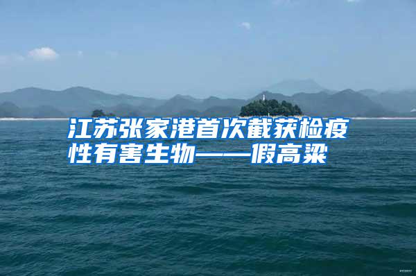 江蘇張家港首次截獲檢疫性有害生物——假高粱