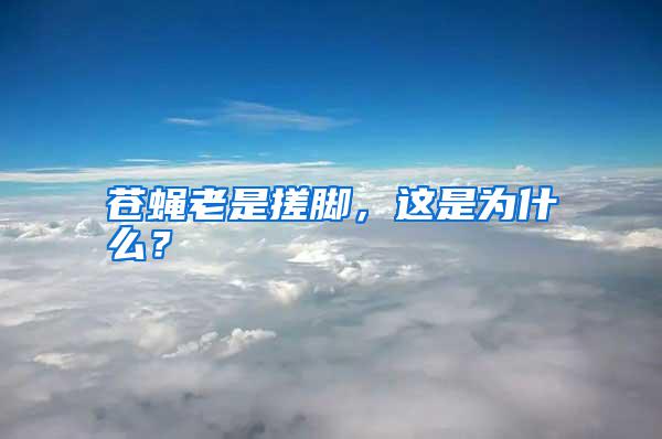 蒼蠅老是搓腳，這是為什么？