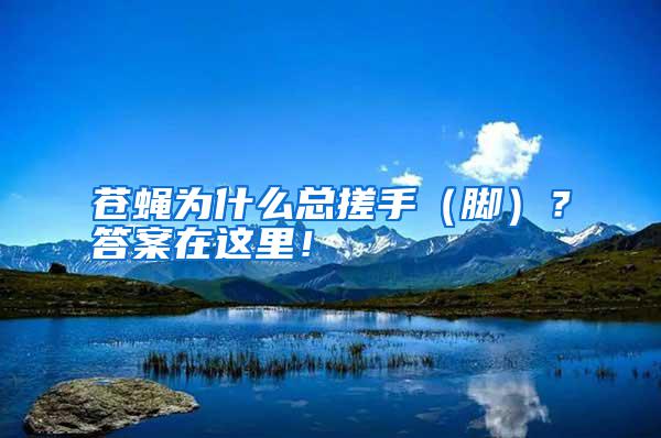 蒼蠅為什么總搓手（腳）？答案在這里！