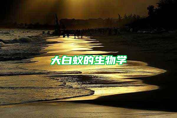 大白蟻的生物學