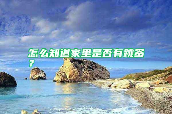 怎么知道家里是否有跳蚤？