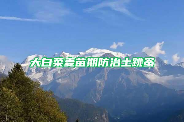 大白菜麥苗期防治土跳蚤