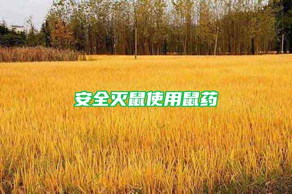 安全滅鼠使用鼠藥