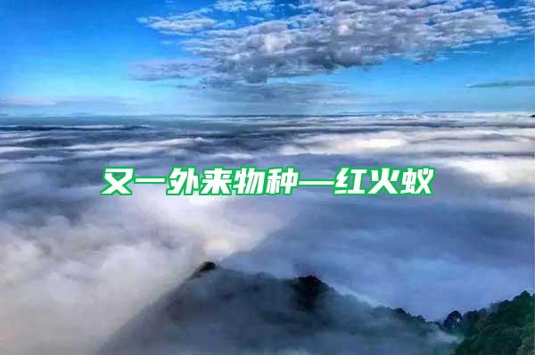 又一外來物種—紅火蟻