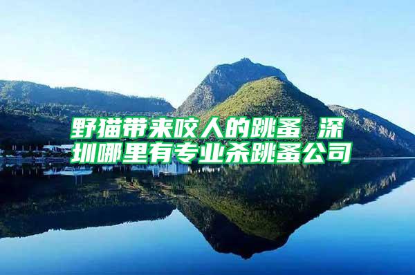 野貓帶來咬人的跳蚤 深圳哪里有專業殺跳蚤公司