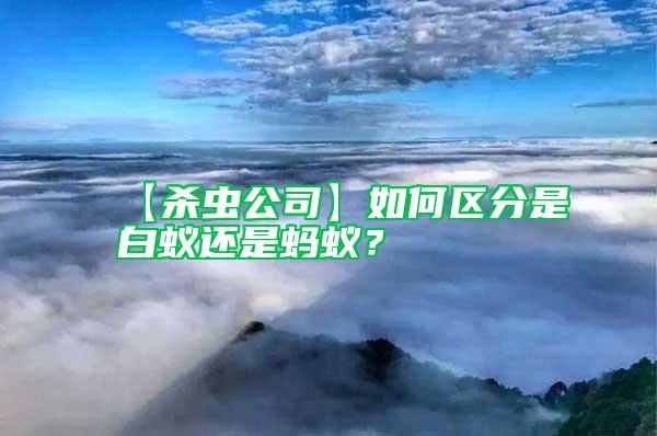【殺蟲公司】如何區分是白蟻還是螞蟻？