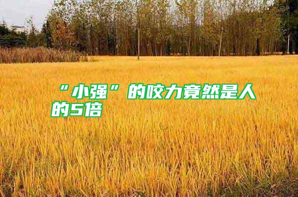 “小強”的咬力竟然是人的5倍