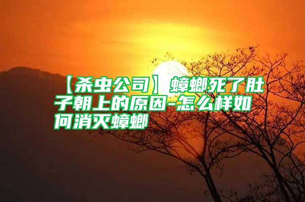 【殺蟲公司】蟑螂死了肚子朝上的原因-怎么樣如何消滅蟑螂