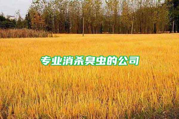 專業消殺臭蟲的公司