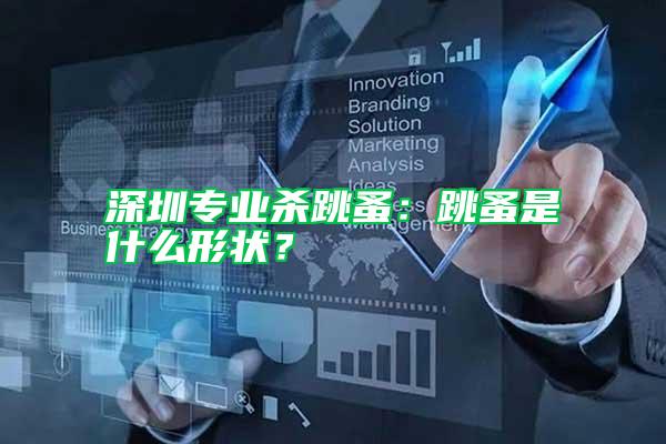 深圳專業殺跳蚤：跳蚤是什么形狀？