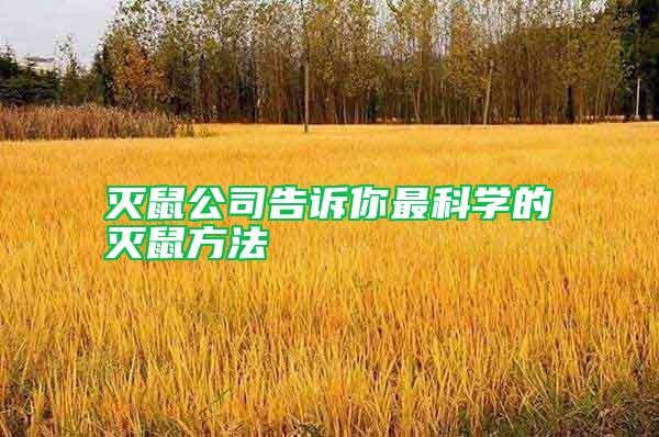 滅鼠公司告訴你最科學(xué)的滅鼠方法