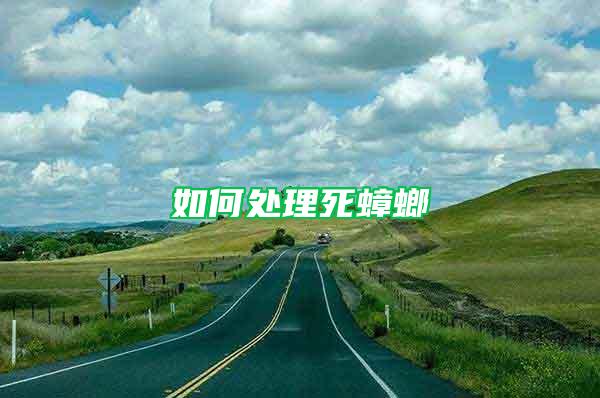 如何處理死蟑螂