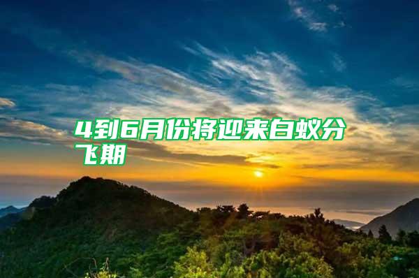 4到6月份將迎來白蟻分飛期