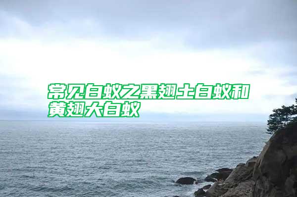 常見(jiàn)白蟻之黑翅土白蟻和黃翅大白蟻