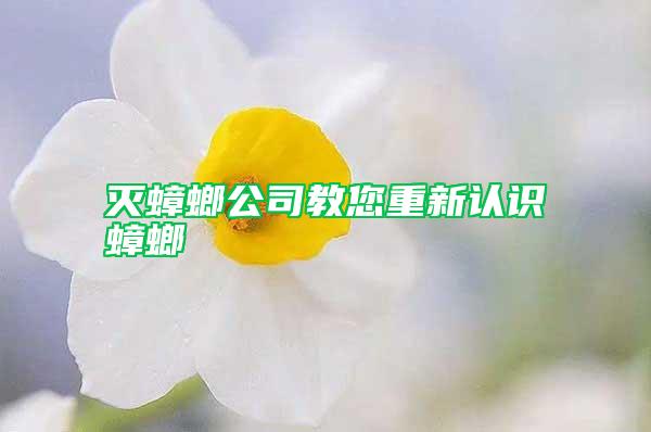 滅蟑螂公司教您重新認識蟑螂