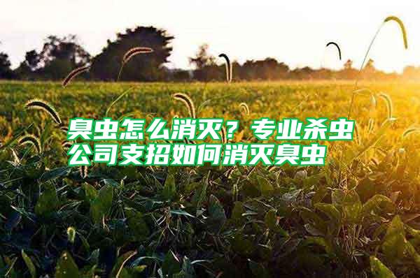 臭蟲怎么消滅？專業殺蟲公司支招如何消滅臭蟲