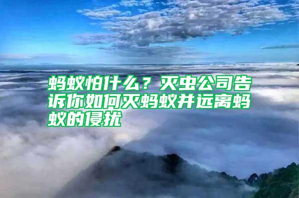 螞蟻怕什么？滅蟲公司告訴你如何滅螞蟻并遠離螞蟻的侵擾