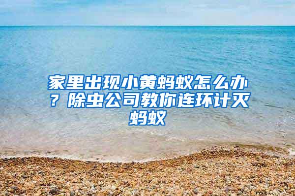 家里出現小黃螞蟻怎么辦？除蟲公司教你連環計滅螞蟻