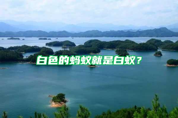 白色的螞蟻就是白蟻？