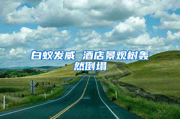 白蟻發(fā)威 酒店景觀樹(shù)轟然倒塌