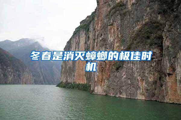 冬春是消滅蟑螂的極佳時機