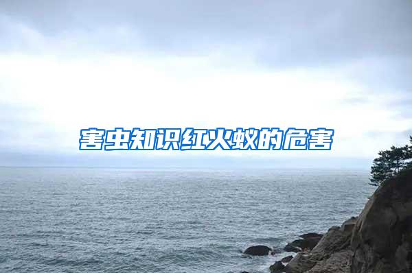 害蟲知識紅火蟻的危害