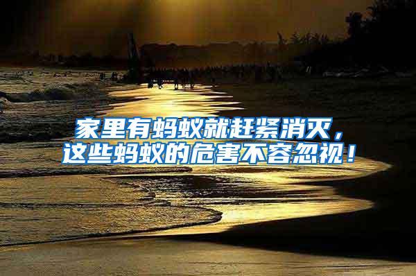 家里有螞蟻就趕緊消滅，這些螞蟻的危害不容忽視！