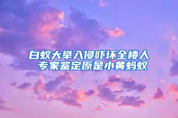 白蟻大舉入侵嚇壞全樓人 專家鑒定原是小黃螞蟻