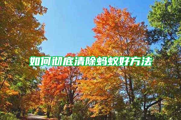 如何徹底清除螞蟻好方法
