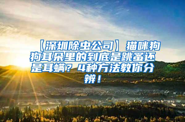 【深圳除蟲公司】貓咪狗狗耳朵里的到底是跳蚤還是耳螨？4種方法教你分辨！