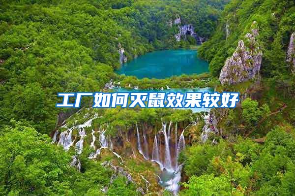 工廠如何滅鼠效果較好