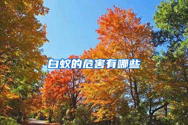 白蟻的危害有哪些