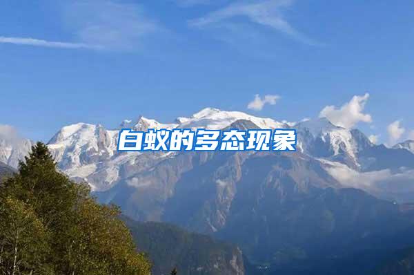 白蟻的多態現象