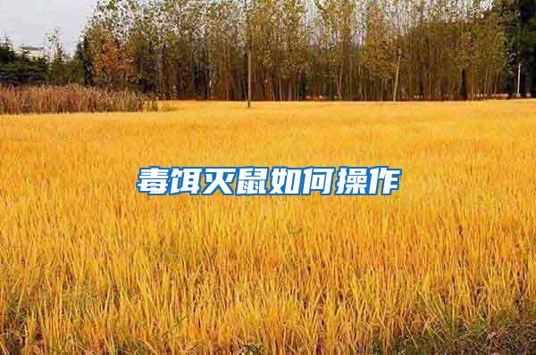 毒餌滅鼠如何操作