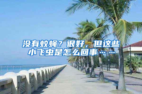 沒有蚊蠅？很好，但這些小飛蟲是怎么回事……