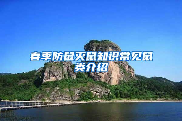 春季防鼠滅鼠知識常見鼠類介紹