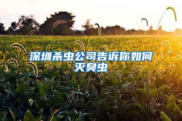 深圳殺蟲公司告訴你如何滅臭蟲