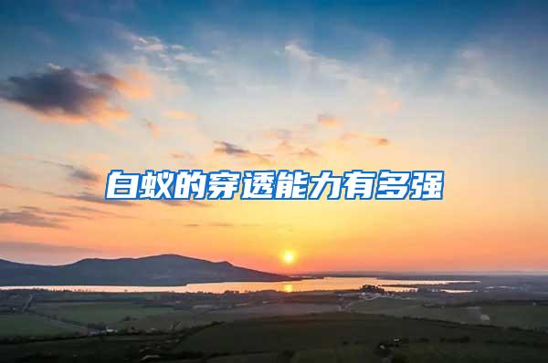 白蟻的穿透能力有多強