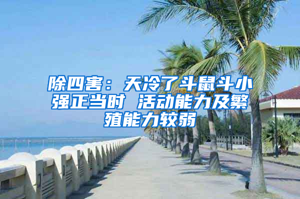 除四害：天冷了斗鼠斗小強正當時 活動能力及繁殖能力較弱