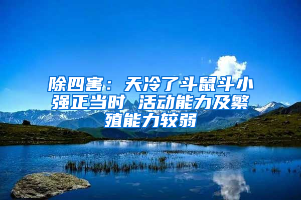 除四害：天冷了斗鼠斗小強正當時 活動能力及繁殖能力較弱