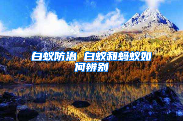 白蟻防治 白蟻和螞蟻如何辨別