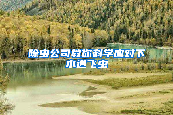 除蟲(chóng)公司教你科學(xué)應(yīng)對(duì)下水道飛蟲(chóng)