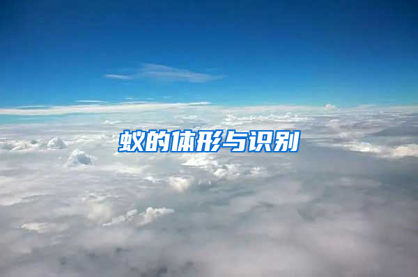 蟻的體形與識(shí)別