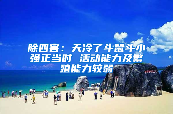 除四害：天冷了斗鼠斗小強正當時 活動能力及繁殖能力較弱
