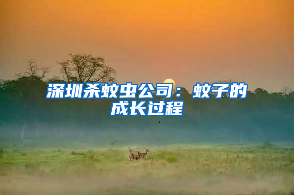 深圳殺蚊蟲公司：蚊子的成長(zhǎng)過(guò)程