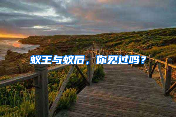 蟻王與蟻后，你見過嗎？