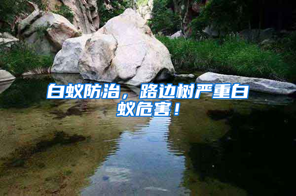 白蟻防治，路邊樹嚴重白蟻危害！