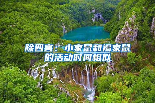 除四害：小家鼠和褐家鼠的活動(dòng)時(shí)間相似